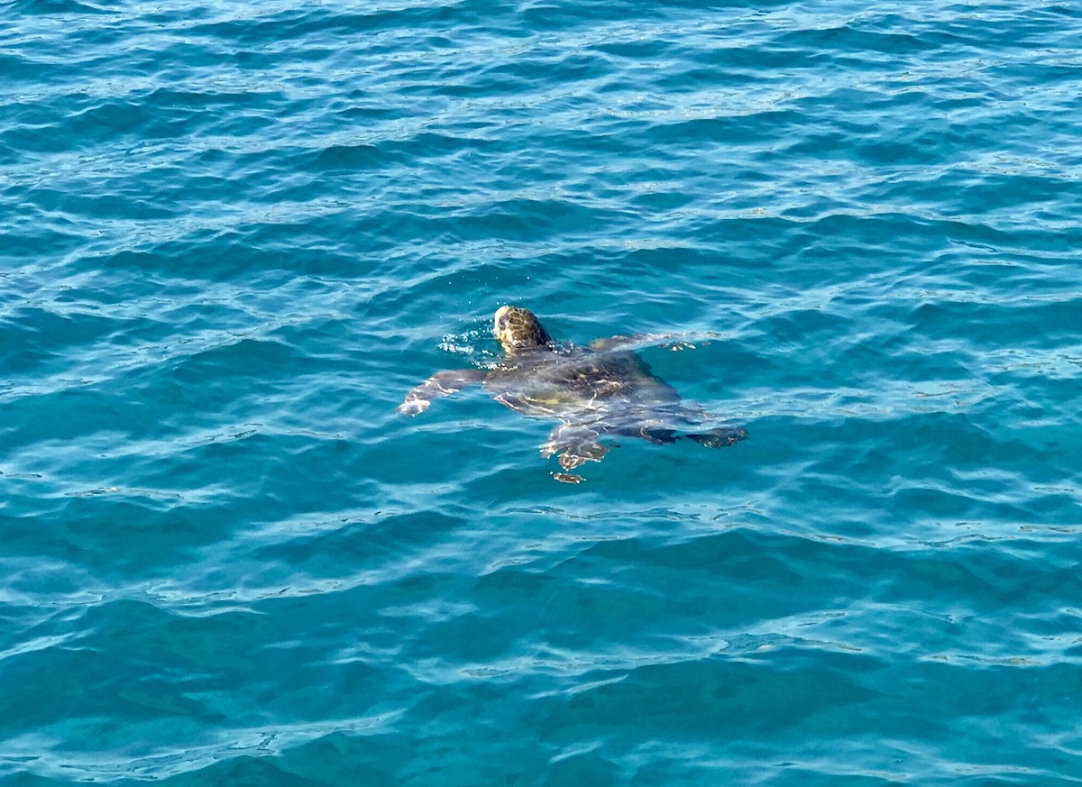 Zeeschildpad Zakynthos